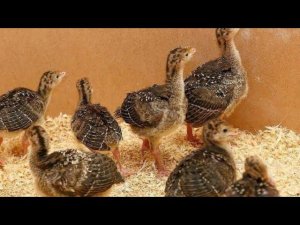 Взвешивание индюшат Бронза-708 в 20 дней//Таблица прироста.