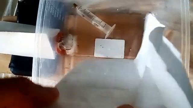 Как радикально ускорить рост колонии муравьев в формикарии.ant farm смотреть онлайн