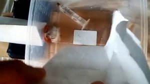 Как радикально ускорить рост колонии муравьев в формикарии.ant farm