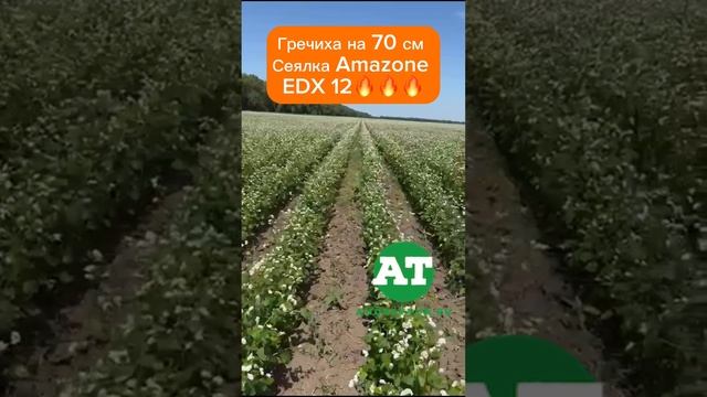 Гречиха на 70 см. Сеялка Amazone 
EDX 12??? #amazone #edx #seeding #buckwheat