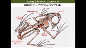 АМФІБІЇ , ЇХ ОСОБЛИВОСТІ