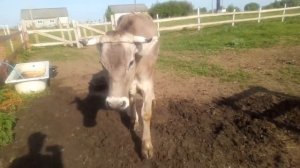 Коровы породы "Швиц"...................