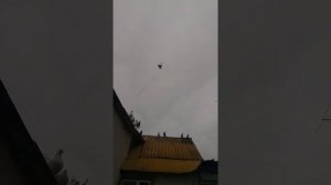 Николаевские голуби Мариуполь,Талаковка