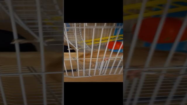 у меня появились новые питомцы смотреть онлайн