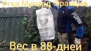 Утка Мулард Франция вес 88-дней