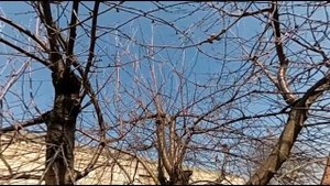 Как обрезать вишню