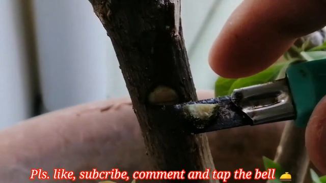 #diy #experiment #savemoney Bougainvillea GRAFTING