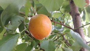Абрикос Сефора (apricot Sefora). Сигнальные плоды. Новинка в коллекции. Обзор от Макси Сад
