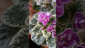 Минифиалки обзор , вторая часть.