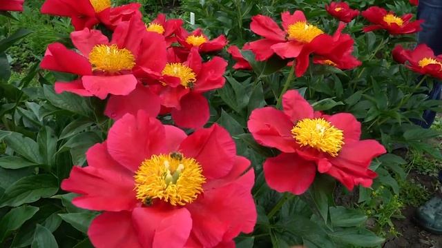 Пион America. Май 2018 смотреть онлайн