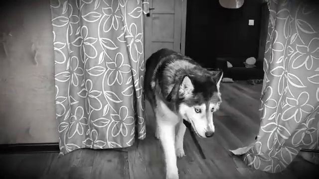 Детектив Мопски 3 серия смотреть онлайн