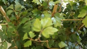 Циссус (Комнатный виноград), который мы вырастили сами за год