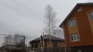 Удаление берез по частям