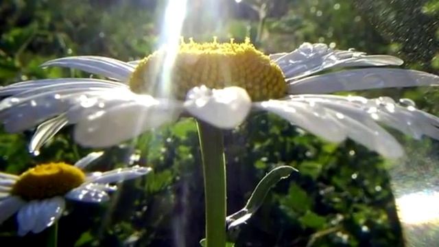 Григ "Утро" смотреть онлайн