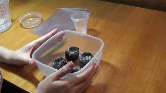 Размножение лимона с помощью семечка