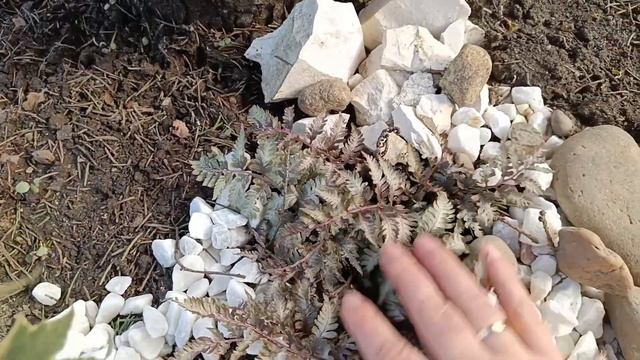 Белая крошка из камней на клумбе?? смотреть онлайн