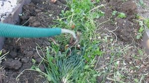 ПОРА СКАШИВАТЬ ГОРЧИЦУ. Готовим грядки   к  посадки.TIME TO DOWN THE MUSTARD