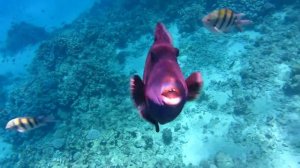 Рыбы Красного моря: спинорог или голубой псевдобалист.