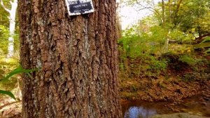 ПУТЕШЕСТВУЕМ ПО США. СЕВЕРНАЯ КАРОЛИНА / TRAVELING IN THE UNITED STATES. NORTH CAROLINA