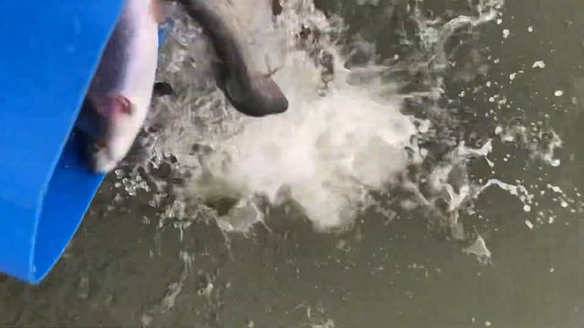 Запуск форели 131 кг. Рыболовный клуб Зеленый берег. смотреть онлайн