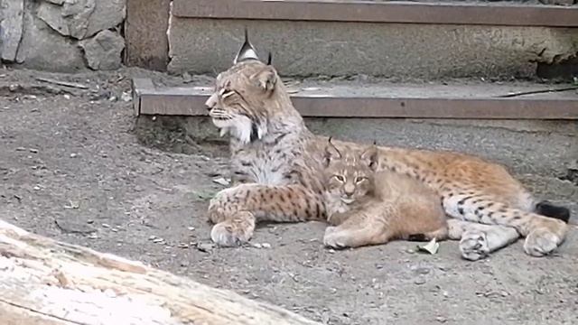 С Добрым утром и прекрасного настроения! смотреть онлайн