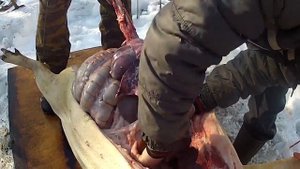 Забой свиней и разделка свиной туши