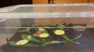 УЛИТКА АХАТИНА - УХОД, СОДЕРЖАНИЕ, РАЗВЕДЕНИЕ / АХАТИНЫ #3