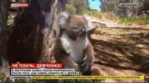 Маленькая коала расплакалась после того, как самец сбросил ее с дерева