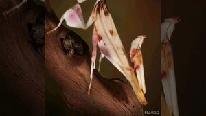 познакомьтесь - орхидейный богомол, и такие выдают!!!