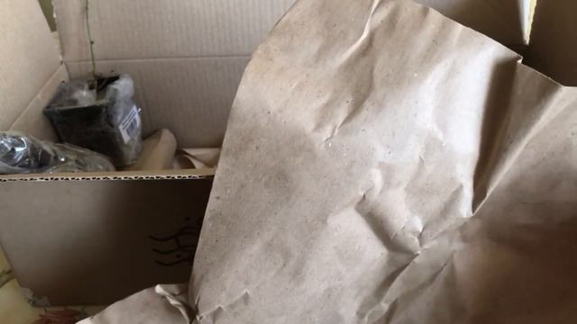 Распаковка посылки от Сады России. Сорта новой картошки, малина, ежемалина, семейный лук. смотреть онлайн