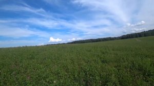 Июль - главный взяток. Сильные медоносы - много мёда