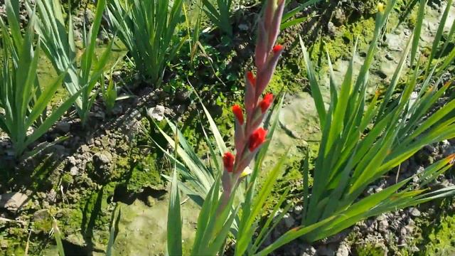 Gladiolus / Sword lily part 3 смотреть онлайн