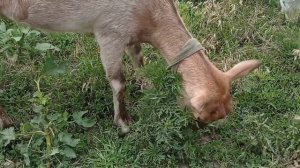 Маленькое вымя у козы,будет ли молоко?🥺