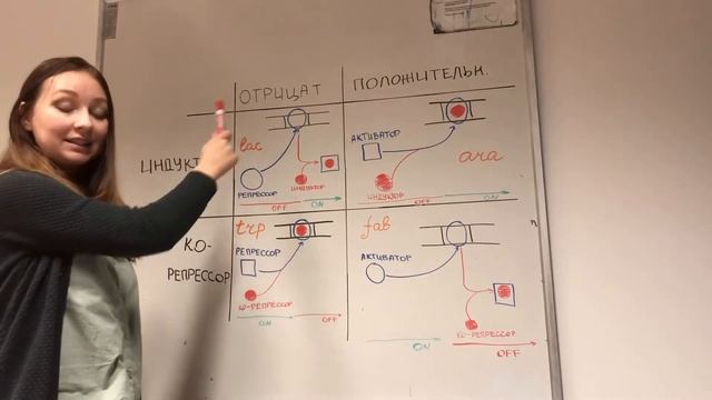 Регуляция транскрипции: положительная и отрицательная регуляция