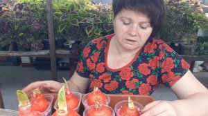 Посылка с ГИППЕАСТРУМАМИ! Мои впечатления и действия 😉😁!!!