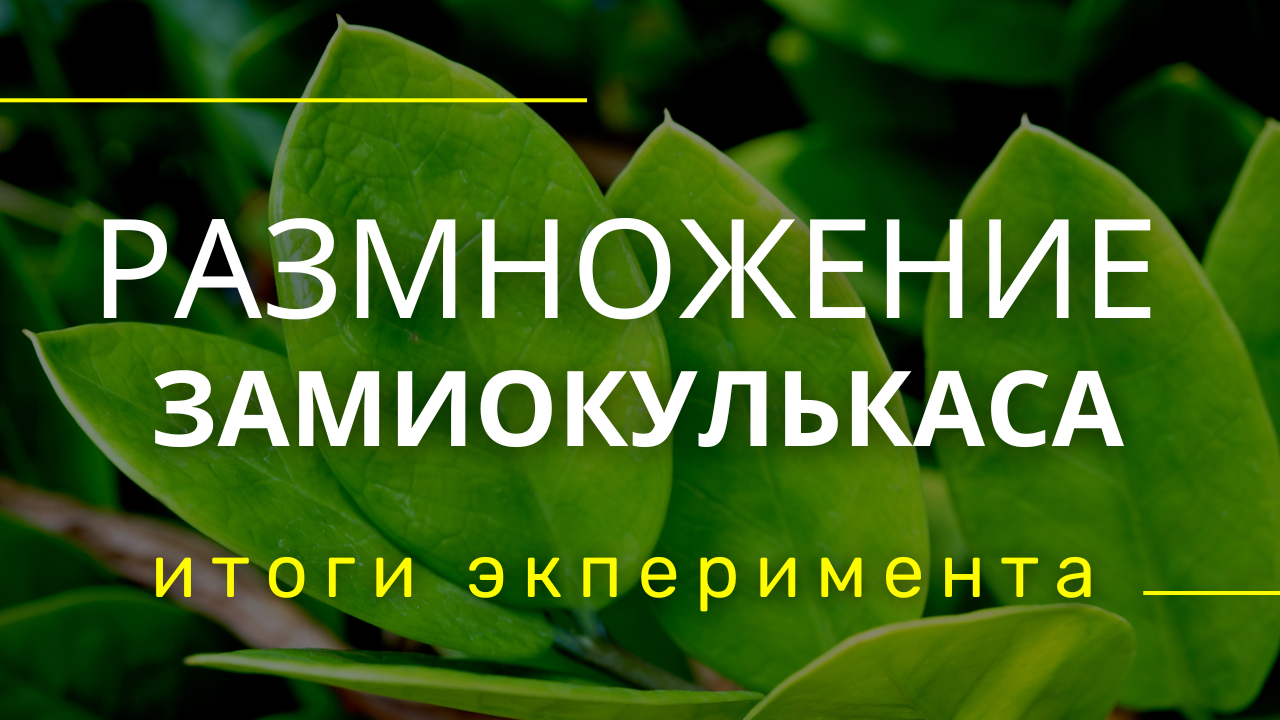 Как размножить Замиокулькас - 100% работающий способ. Итоги эксперимента месяц спустя