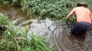 Ловля рыб мини бреднем на ручье Мерендер бассейн Верхней Амазонки MOV00656