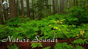 Небольшой дождь в Долине папоротника. Звуки природы. Музыка для медитации.