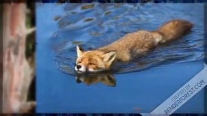 "ДИКИЕ ЖИВОТНЫЕ"ДЛЯ ДЕТЕЙ 4-6 ЛЕТ.