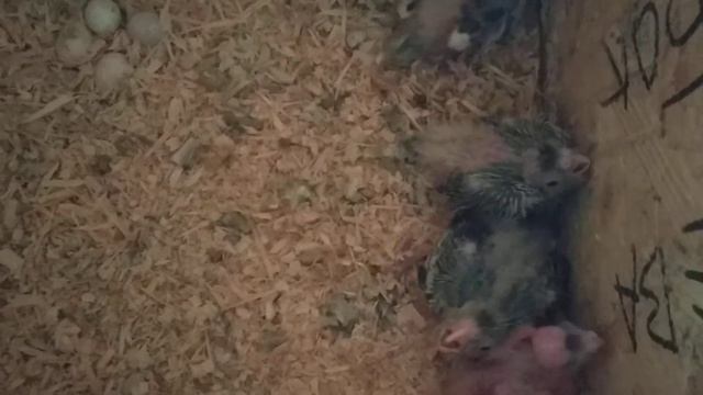 Масковые неразлучники. Отсаживание масковых неразлучников. Птенцы волнистых попугаев. Птенцы карелл смотреть онлайн