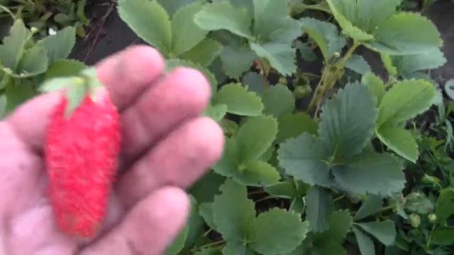 25.05 18г.земляника садовая(клубника)ОЛЬВИЯ\КАМАРОССА\\КЛЕРИ\\