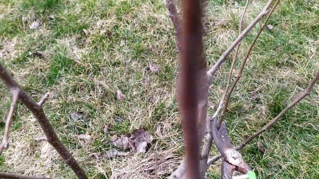 Зимняя обрезка двух летней груши Мария.