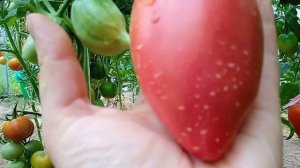 Минусинское бычье сердце кистевое