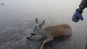 Косуля