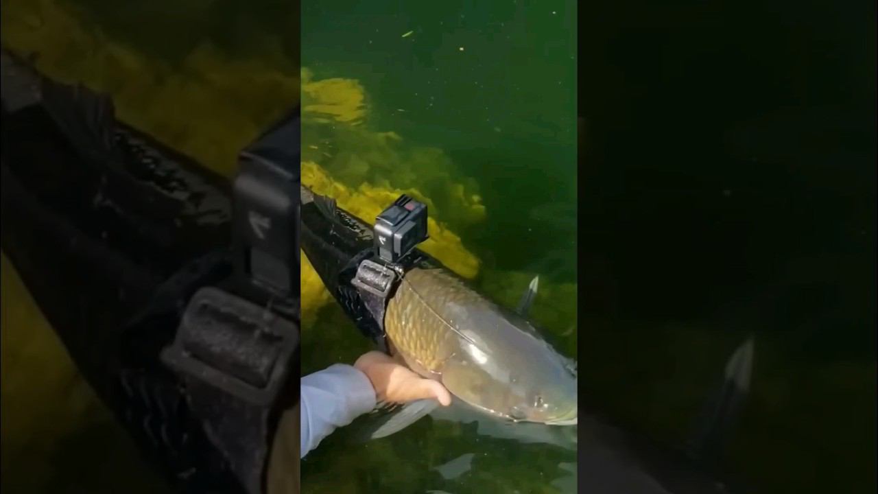 Прикрепили камеру на белого амура - Подводный мир глазами рыбы. Подводная охота | Spearfishing