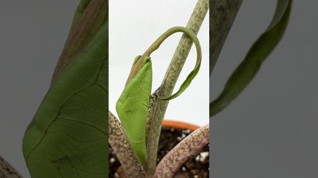 Alocasia Stingray RARE PLANT with New Growth AMAZING LEAVES @LivingDecorStore