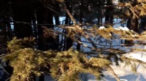 Таежная,озерная,степная Бурятия Сьездили в красивую деревню Каленово По пути набрали аршан.