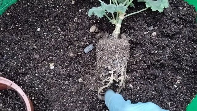 #230.Поэтапное выращивание черенка зонартика. Часть 2-перевалка в больший объём.