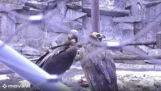 Влог / Московский зоопарк. Черный Гриф / 8.04.22 год