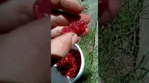 Вишня Альфа